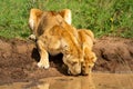 Close-up of lioness with cub drinking water Royalty Free Stock Photo