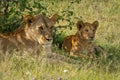 Close-up of lioness and cub lying down Royalty Free Stock Photo