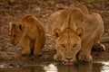 Close-up of lioness drinking water with cub Royalty Free Stock Photo