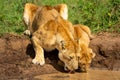 Close-up of lioness drinking water with cub Royalty Free Stock Photo