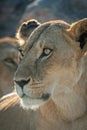 Close-up of lioness face with another behind