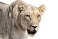 Close-up of lioness isolated in artistic conversion looks very aggressive Royalty Free Stock Photo