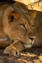 Close-up of lioness laying head on paw