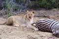 Lioness takes a break from feeding to look for signs of danger.