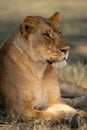 Close-up of lioness lies on grassy plain