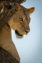 Close-up of lioness looking down from tree