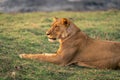 Close-up of lioness lying on bumpy grass