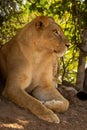 Close-up of lioness lying in bushes staring