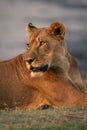 Close-up of lioness lying down looking back Royalty Free Stock Photo