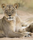 Close-up of a lioness lying down to rest on soft Kalahari sand