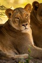 Close-up of lioness lying in shady bushes