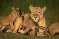 Close-up of lioness mobbed by four cubs Royalty Free Stock Photo