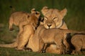 Close-up of lioness mobbed by three cubs Royalty Free Stock Photo
