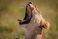 Lioness yawning on Safari Royalty Free Stock Photo