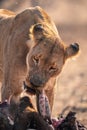 Close-up of lioness pulling guts from buffalo