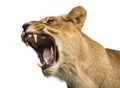 Close-up of a Lioness roaring, Panthera leo, 10 years old Royalty Free Stock Photo