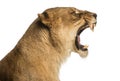 Close-up of a Lioness roaring profile, Panthera leo Royalty Free Stock Photo