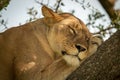 Close-up of lioness sleeping on tree branch