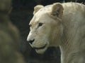 Close Up of Lioness Walking Royalty Free Stock Photo