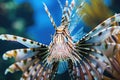 Close Up of Lionfish in Aquarium, A lionfish with fan-like pectoral fins radiating a sense of danger, AI Generated Royalty Free Stock Photo