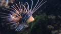 Close up of lionfish coral fish in a large aquarium Royalty Free Stock Photo