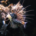 Close up of lionfish coral fish in a large aquarium Royalty Free Stock Photo