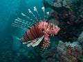 Close-up of a Lionfish Royalty Free Stock Photo