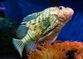 Close Up of a Lionfish Royalty Free Stock Photo