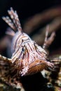 Close up lionfish