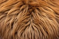 close up of a lions mane for a dark, rough texture