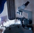 Frozen bovine semen in liquid nitrogen tank