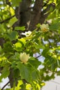 Close-up, Liriodendron selective focus. Tulip-shaped is a beautiful decorative tree in bloom, blooming with yellow-orange flowers Royalty Free Stock Photo