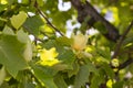 Close-up, Liriodendron selective focus. Tulip-shaped is a beautiful decorative tree in bloom, blooming with yellow-orange flowers Royalty Free Stock Photo