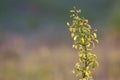 Close-up of lit by summer sun isolated fruit pear or apple tree brunch with spider thread on green leaves on soft blurred colorful