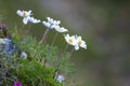 Close-up of lit by sun nice white flowers on high stems with ten Royalty Free Stock Photo