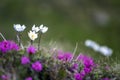 Close-up of lit by sun nice white flowers on high stems with ten Royalty Free Stock Photo