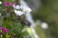 Close-up of lit by sun nice white flowers on high stems with ten Royalty Free Stock Photo