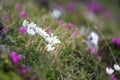 Close-up of lit by sun nice white flowers on high stems with ten Royalty Free Stock Photo