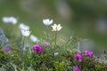 Close-up of lit by sun nice white flowers on high stems with ten Royalty Free Stock Photo