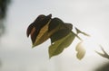 Close-up of lit by sun tree brunch with big dark shiny green leaves on blurred misty background. Beauty of nature concept