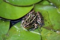 Close up of a Lithobates sphenocephalus, Southern Leopard frog sitting on a lily pad Royalty Free Stock Photo