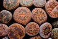 Close-up of lithops. Lithops is a genus of succulent plants in the ice plant family, Aizoaceae