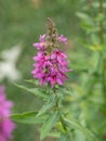 Close up of Lithrum salicaria flower