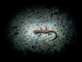 Close up a little baby lizard on a rock. Royalty Free Stock Photo