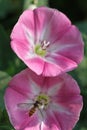 Close up of little bee on pink morning glory flowers Royalty Free Stock Photo