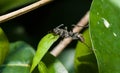 Close up of little black ant climb on green leaf Royalty Free Stock Photo