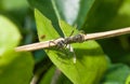 Close up of little black ant on the leaf Royalty Free Stock Photo