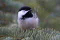 Close-up of the little black capped chickadee on the spruce tree Royalty Free Stock Photo