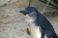 Close-up of a Little Blue Penguins ( Eudyptula minor)