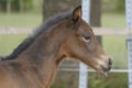 Close-up of a little brown foal,horse standing next to the mother, during the day with a countryside landscape Royalty Free Stock Photo